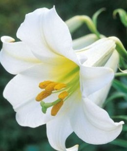 Lily Flower