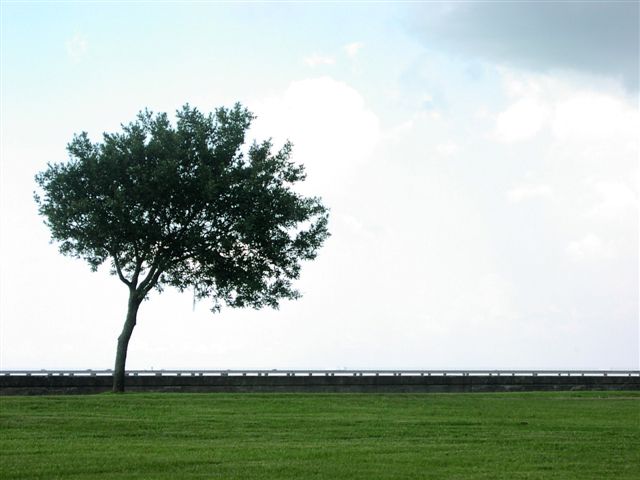 lone-tree