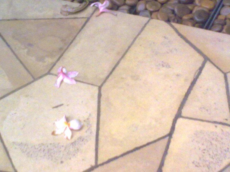 Fallen Frangipani Flowers