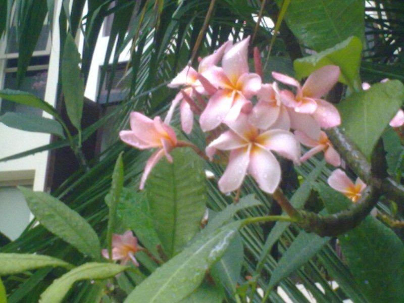 Frangipani Trees