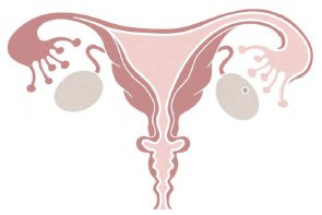 ovaries