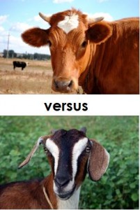 cow-versus-goat